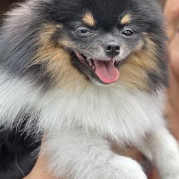 Pomeranian Puppies from Heartlove Poms