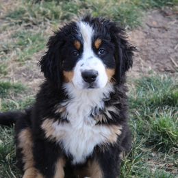 Danni - Bernese Mountain Dog puppy from Arlin Horst's Bernese Mountain Dogs