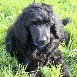 Poodles from Country Haven Standard Poodles