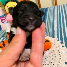 Boy 2 - Black and white Portuguese Water Dog puppy in Lakeview, Michigan from Cedar Creek Portuguese Water Dogs