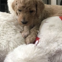 Dachshund and Poodle Puppies from Arkansas Standard Poodles & Dachshunds