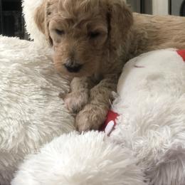 Dachshund and Poodle Puppies from Arkansas Standard Poodles & Dachshunds