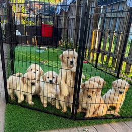 Golden Retriever Puppies from Skyland Golden Retrievers