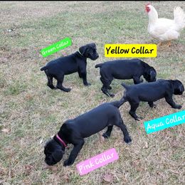 Cane Corso Puppies from Hardradas Dynasty Cane Corso