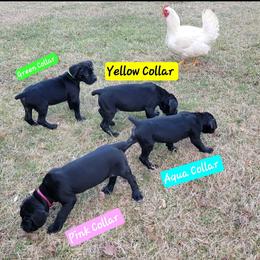 Cane Corso Puppies from Hardradas Dynasty Cane Corso