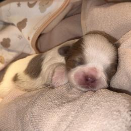 Lilac Dobie Parti Boy - Blue and white male Shih Tzu puppy in Albany, New York from Precious Shihpoo’s and Luxurious Shih Tzu’s