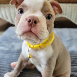 Boston Terrier Puppies from Lola’s House of Bostons & Rescue
