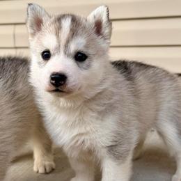 Gray girl - Gray and white female Siberian Husky puppy in Jacksonville, North Carolina from Seabound Siberians