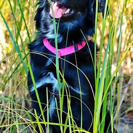 Australian Shepherd Puppies from Diamond Aussies N the Rough
