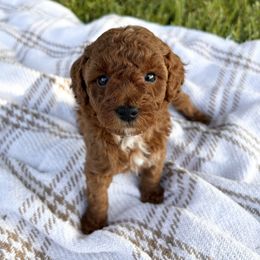 Maple - Red  female Poodle puppy in Florida from Rouge Poodles