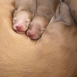 Dachshund puppies from Virginia Creams - Dachshunds