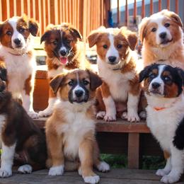 English Shepherd puppies from Town & Country English Shepherds