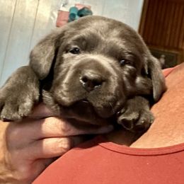 Betsy Ross (green collar) - Charcoal female Dilute Retriever puppy in Bandera, Texas from The Sugar & Spice Ranch Labrador Retrievers