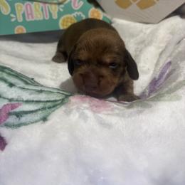 He is wire hair Yellow collar - Red male Dachshund puppy in Pleasant Plains, Arkansas from JGBs Dachshunds