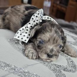 Casanova - Merle male Shihpoo puppy in Delphos, Ohio from Route 66 Poodles & Doodles, Sapphire Shih-tzu's of Ohio