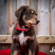 Border Collie, Golden Retriever, and Sporty Mix Puppies from Turbo Border Collies & Coltrievers