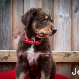 Border Collie, Golden Retriever, and Sporty Mix Puppies from Turbo Border Collies & Coltrievers