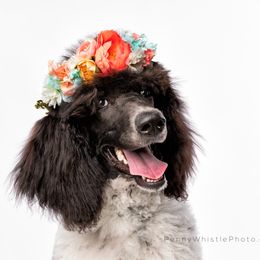 Poodles from Independence Poodles