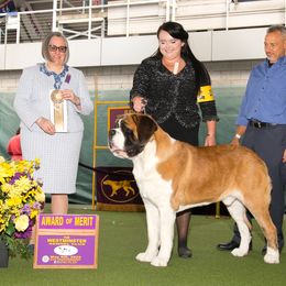 GCH Solomon - Saint Bernard