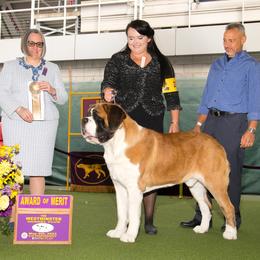GCH Solomon - Saint Bernard