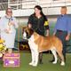 GCH King Solomon