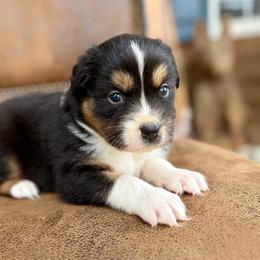 Leddy - Black tri-color female Australian Shepherd puppy in Statesville, North Carolina from Charming Australian Shepherds