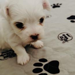Neema ACA Registration - White female Maltese puppy in Florence, Arizona from Maltese Of Arizona