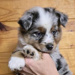 Dottie boy 1 - Blue merle male Miniature Australian Shepherd puppy in Hampton, Tennessee from TC Farms Stock Dogs - Miniature Australian Shepherds