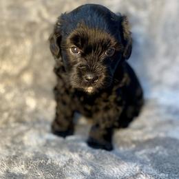 Boy 2 - Black and white male Assorted Doodle Crosses puppy in Tropic, Utah from Lady Paws-Kara