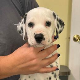 Boggle - White and black male Dalmatian puppy in New Jersey from Prestige Dalmatians