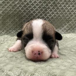 Happy - Red male Pembroke Welsh Corgi puppy in Stephenville, Texas from Rising JM Pembrokes