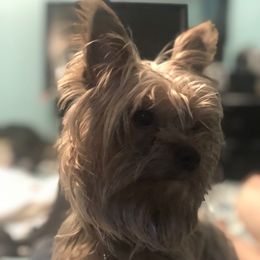 Bruno - Yorkshire Terrier