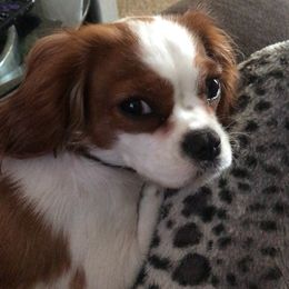 Cavalier King Charles Spaniel Puppies from Christina’s Cavaliers