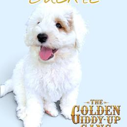 Buckle - Apricot male Goldendoodle puppy in Henrico, Virginia from Paws 4 Doodles, LLC
