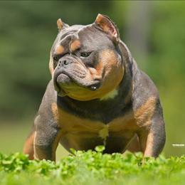 Grumpy Cat - Blue tri-color male American Bully puppy in Puyallup, Washington from Gamer Bullyz
