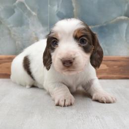Dachshund puppies from Geta Long Little Doggie
