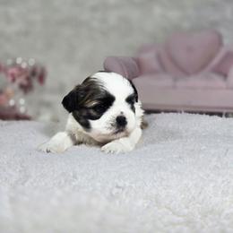 Molly - Tricolor female Shih Tzu puppy in Hialeah, Florida from Jolie glz