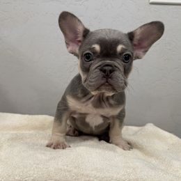Girl 3 - Tricolors female French Bulldog puppy in Casa Grande, Arizona from Slash O Kennels