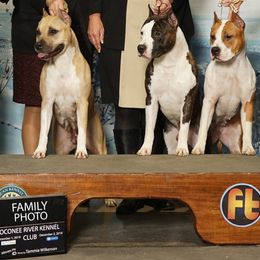 American Staffordshire Terrier All Grown Up from Homegrown Amstaffs