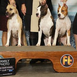 American Staffordshire Terrier All Grown Up from Homegrown Amstaffs