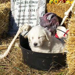 Great Pyrenees Puppies from Kathy Ann's Farm