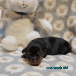 Yorkshire Terrier Puppies from Yorkieology