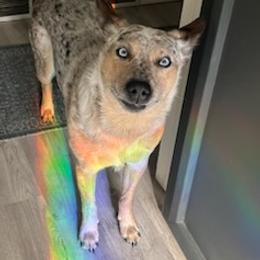 Australian Cattle Dog All Grown Up from Hope Heelers (Australian Cattle Dogs)