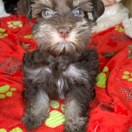 Miniature Schnauzer Puppies from Von Baron Schnauzers