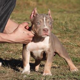 Venetian - Lilac tri-color female American Bully puppy in Orlinda, Tennessee from SimplyBullies