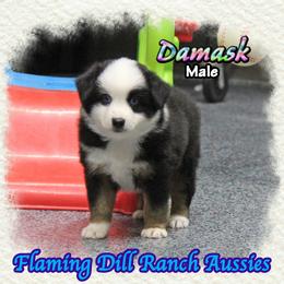 Damask - Black tri male Miniature Australian Shepherd puppy in Forestburg, Texas from Flaming Dill Ranch Aussies