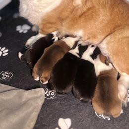 American Corgi and Pembroke Welsh Corgi Puppies from High Cotton Corgis