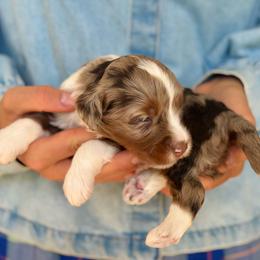 Kahlua - Chocolate merle female Bernedoodle puppy in Mapleton, Utah from Natural Doodle Life