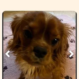 Cavapoo All Grown Up from Carolina Canines