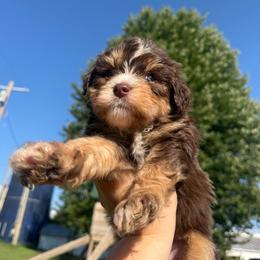 Girl 5 - female Australian Mountain Doodle puppy in Hesperia, Michigan from C4 Ranch